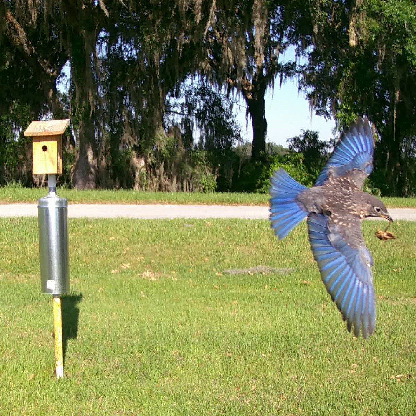 HARDEE COUNTY - An Eastern bluebird flying away from a nest box at the UF/IFAS Range Cattle Research and Education Center in Ona, Florida.